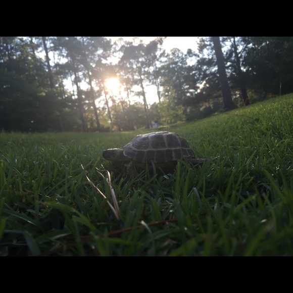 Meet your Posher, Serena - Picture 2 of 8